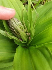 Galearis camtschatica