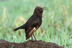 Myrmecocichla aethiops