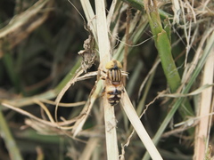 Eristalinus