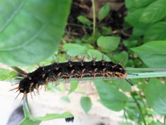 Hypolimnas bolina bolina