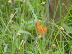 Phalanta phalantha phalantha