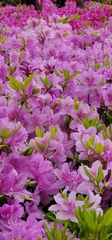 Rhododendron