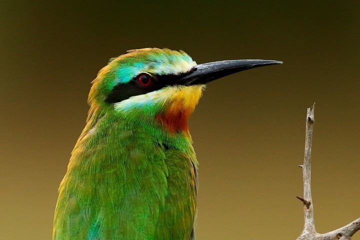 Blue-cheeked Bee-eater photo