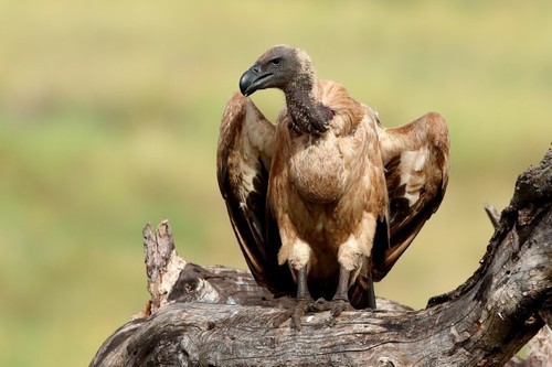White-backed Vulture