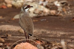 Rhinoptilus chalcopterus