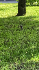 Turdus pilaris