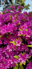 Rhododendron