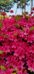 Rhododendron