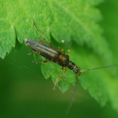 Oedemera amurensis