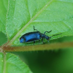 Cerogria janthinipennis