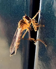 Glaphyropyga bolivari