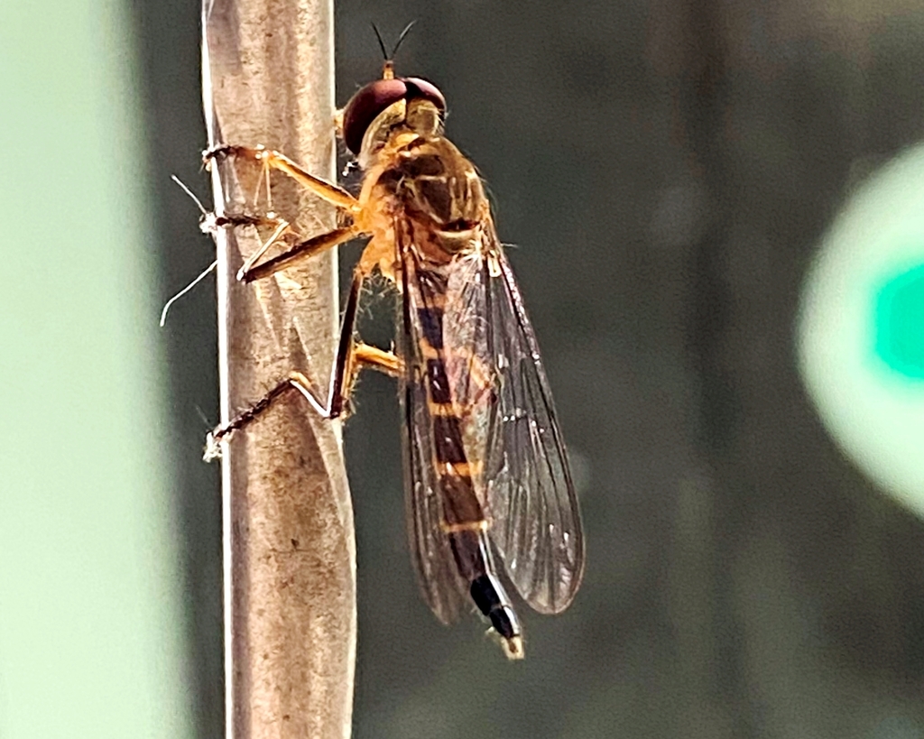 Glaphyropyga bolivari