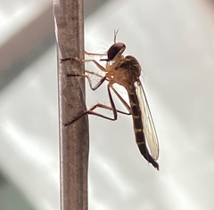 Glaphyropyga bolivari