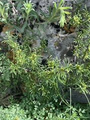 Rhamnus tortuosa