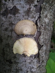 Pleurotus calyptratus