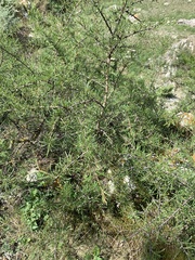 Rhamnus erythroxyloides