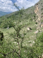 Rhamnus erythroxyloides