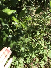 Mackinlaya macrosciadea