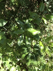 Mackinlaya macrosciadea