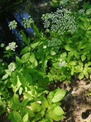 Aegopodium podagraria