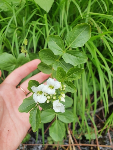 Cardamine yezoensis iNat (1)