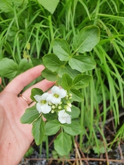 Cardamine yezoensis