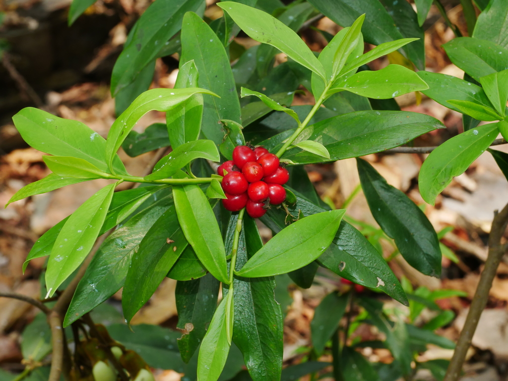 Daphne kiusiana atrocaulis, 台灣南投縣, by chenjacy