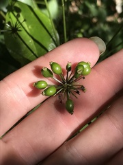 Mackinlaya macrosciadea