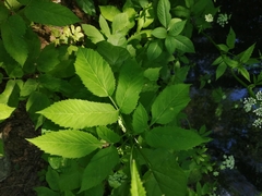 Aegopodium podagraria