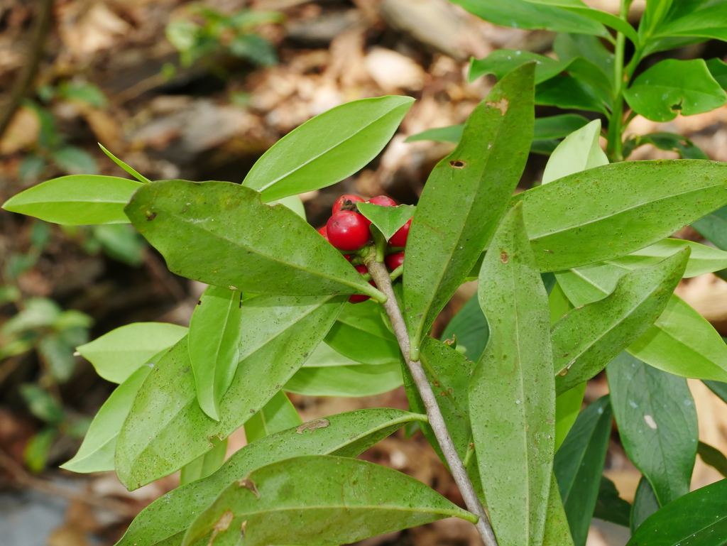 Daphne kiusiana atrocaulis, 台灣南投縣, by chenjacy