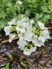 Cardamine yezoensis