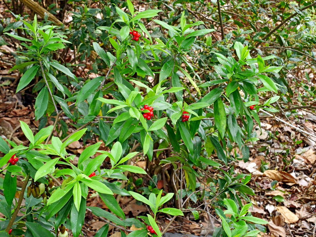 Daphne kiusiana atrocaulis, 台灣南投縣, by chenjacy