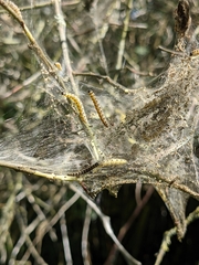 Yponomeuta cagnagella