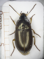Amara lucida