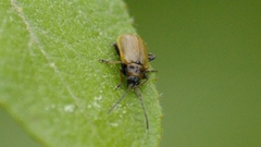 Lochmaea