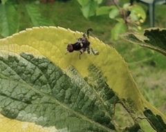 Rhagoletis cerasi