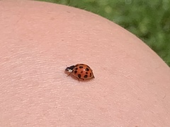 Harmonia axyridis