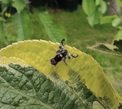 Rhagoletis cerasi
