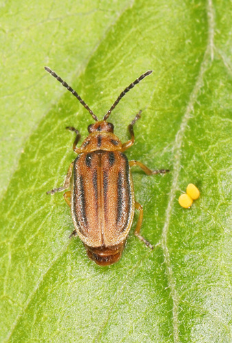 Boneset Leaf Beetle photo 2