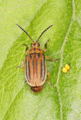 Ophraella notata