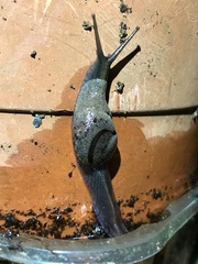 Fastosarion comerfordae