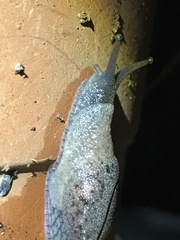 Fastosarion comerfordae