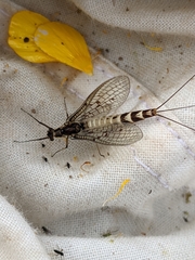 Ephemera danica