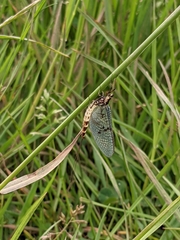 Ephemera danica