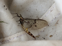 Ephemera danica