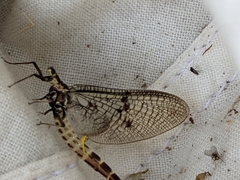 Ephemera danica