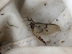 Ephemera danica