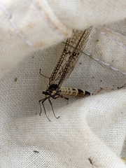 Ephemera danica