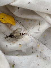 Ephemera danica