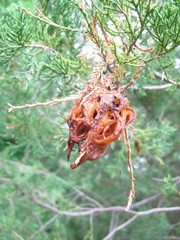 Gymnosporangium juniperi